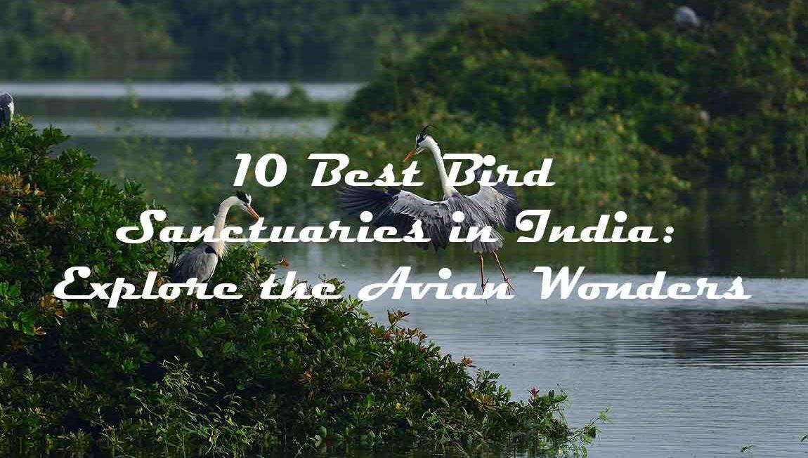 10 Best Bird Sanctuaries in India: Explore the Avian Wonders