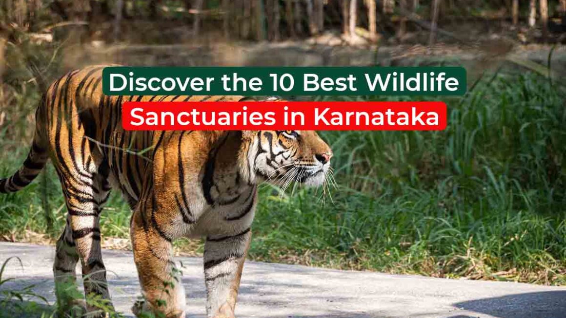 Discover the 10 Best Wildlife Sanctuaries in Karnataka