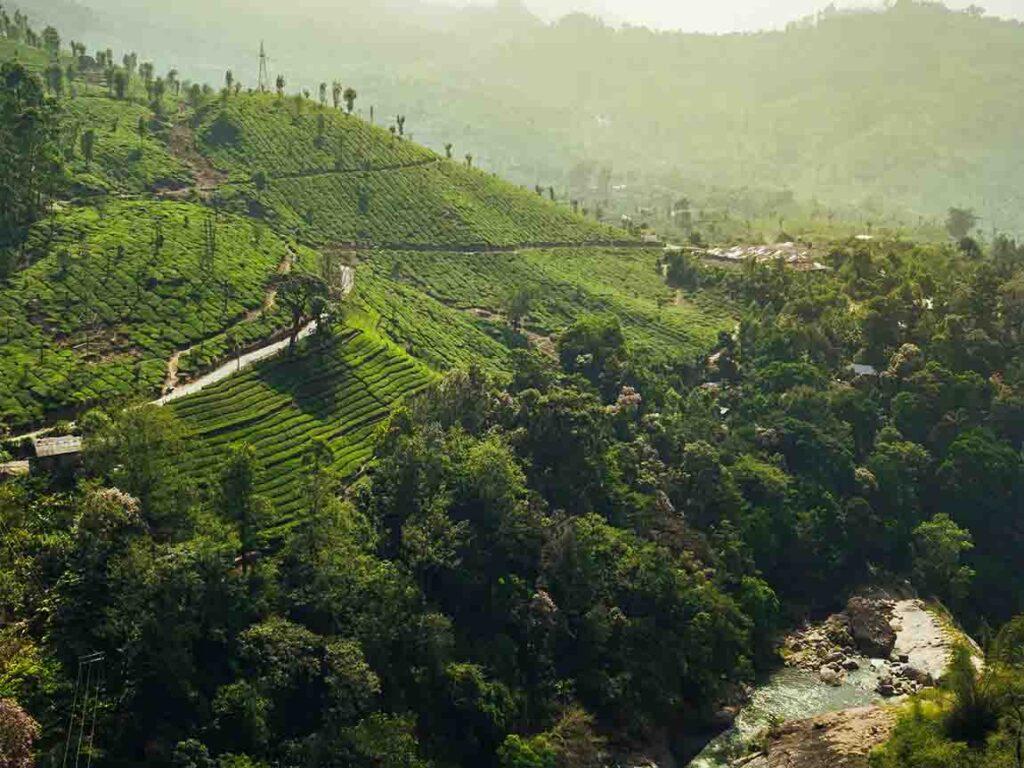 Munnar, Kerala