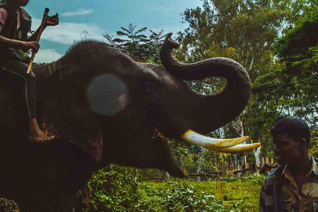 Dubare Elephant Camp