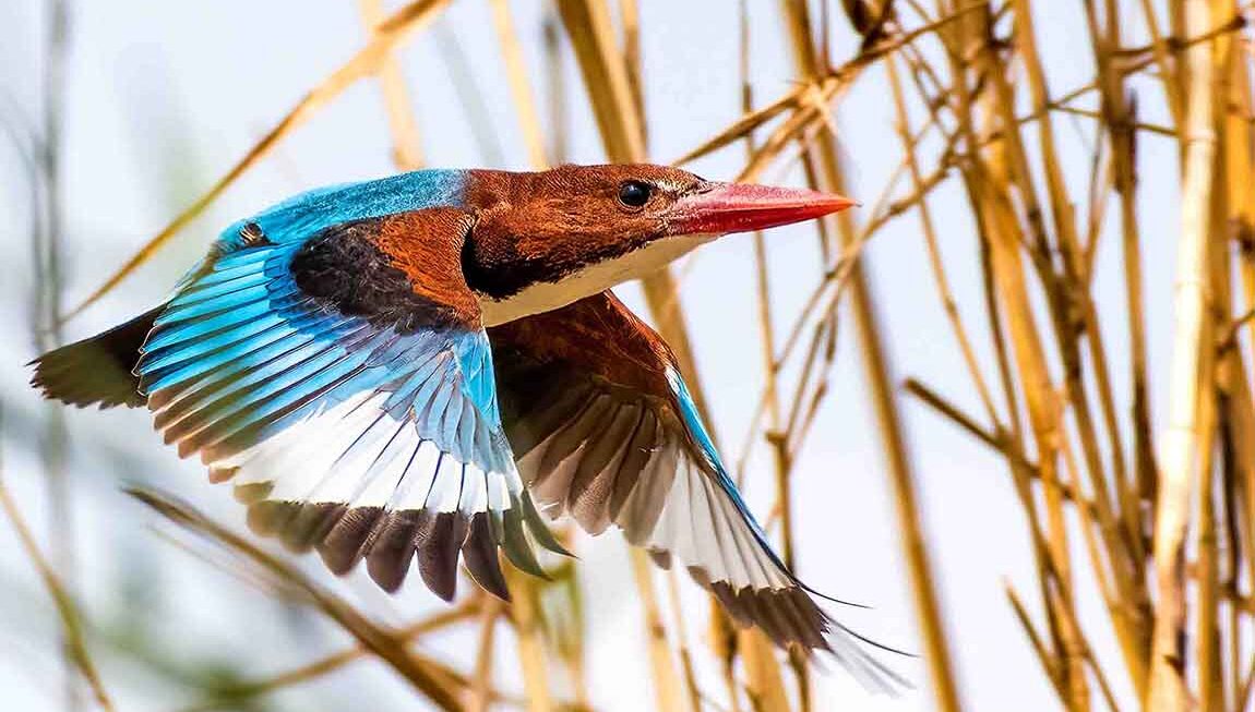 Discover the Majestic Kingfisher Species in Goa