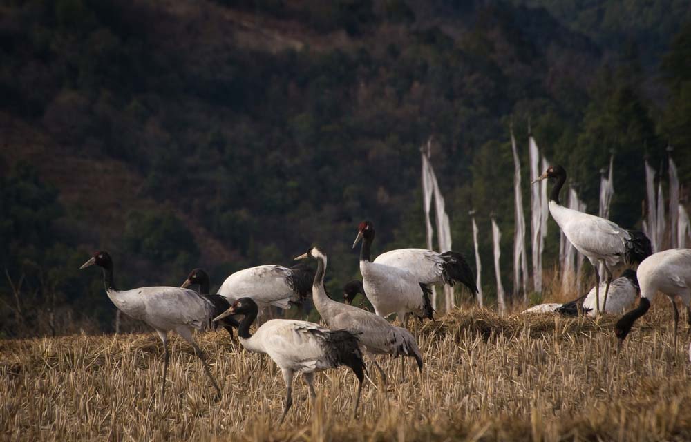 Explorers venturing through Bumdeling Wildlife Sanctuary, a prime spot for Adventure Activities in Bhutan.